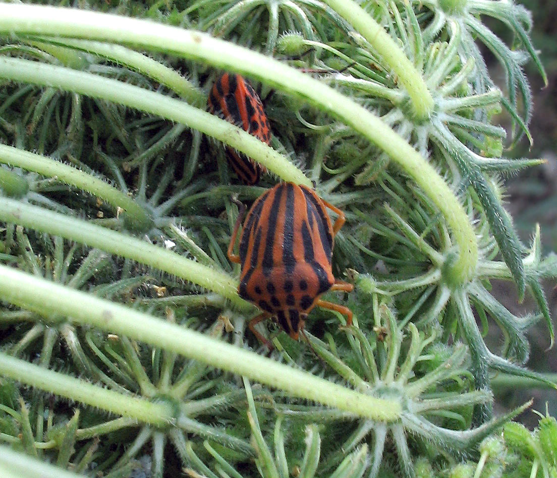 Graphosoma italicum, G.semipunctatum e Graphosoma???